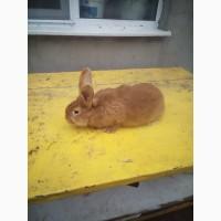 Продам бургундских кроликов