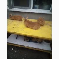 Продам бургундских кроликов