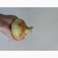 Продам цибулю