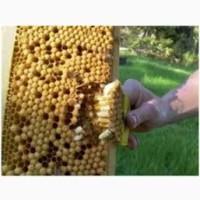 Продам нативный трутневый гомогенат (трутневое молочко) 2023 г