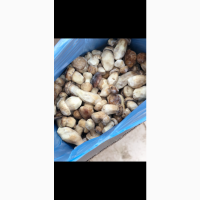 Продам белый гриб