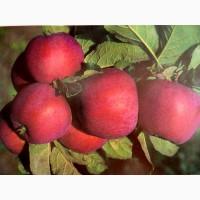 Яблоня летняя Фукутами (сорт 2)