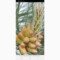 КУПИМ по Украине сосновую и березовую почку.дорого