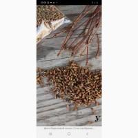 КУПИМ по Украине сосновую и березовую почку.дорого