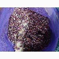 УВАГА!!! РОЗПРОДАЖ Посівний матеріал ВОЗДУШКА (повітряна кулька) ЛЮБАША, ДЮШЕС