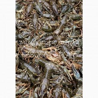 Продам раки живые Херсон