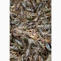 Продам раки живые Херсон