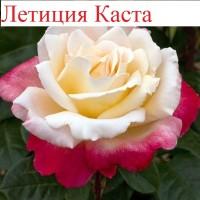 Продаю привитые саженцы роз, закрытая корневая