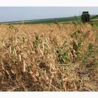 Продам цукровий горох сорт Бинго