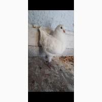 Продам виставочні кингм