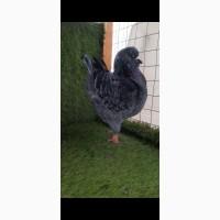 Продам виставочні кингм