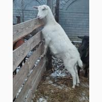Продам молодых зааненских коз