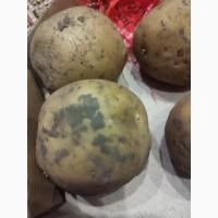 Семенной картофель Ривьера