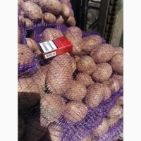 Продам картофель