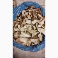 Продам Білі сушені гриби