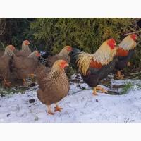 Інкубаційне яйце (курчата). Віандот: біле золото, лаванда, помаранчевий