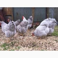 Інкубаційне яйце (курчата). Віандот: біле золото, лаванда, помаранчевий