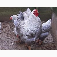 Інкубаційне яйце (курчата). Віандот: біле золото, лаванда, помаранчевий