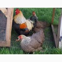 Інкубаційне яйце (курчата). Віандот: біле золото, лаванда, помаранчевий