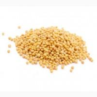 Купуємо Гірчицю білу