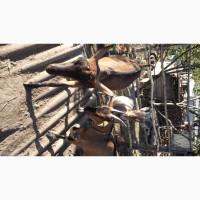 Продам чистокровних альпійських козенят