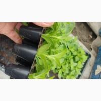 Продам саженцы ( укоренённые черенки) сурфиния, калибрахоа, ампельная вербена
