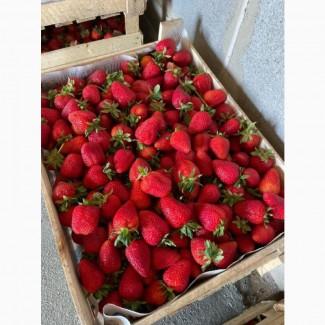 Продам клубнику оптом вкусный