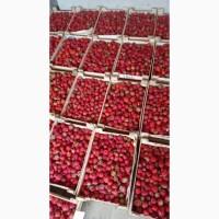 Продам клубнику оптом вкусный