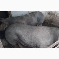Продам свиней живою вагою