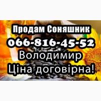 Продам Соняшник