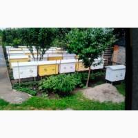 Продам вулики