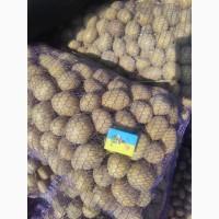 Продам середню картоплю, бела роса і коломбо