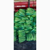 Продам солодку кукурудзу