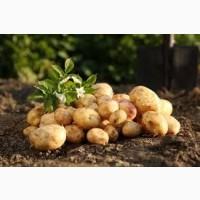 Куплю картоплю 2-го сорту для соціальних програм та держзакупівель