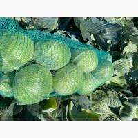 Капуста