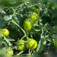 Продам зелений помідор