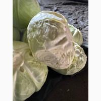 Продам капусту на переробку