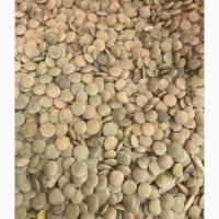 Продам сочевицю зелену, сорт Лінза