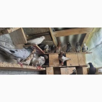 Голуби бакінці