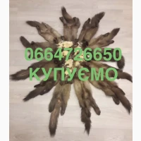 Купуємо шкіри куниці куниц хутро Мех дорого