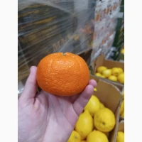 Мандарини Муркотт, Танго, Надоркотт, Ортанік