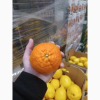 Мандарини Муркотт, Танго, Надоркотт, Ортанік