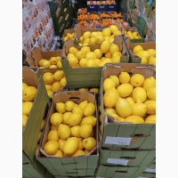 Мандарини Муркотт, Танго, Надоркотт, Ортанік