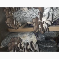Гриби Гливи