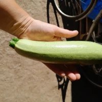 Продам кабачки