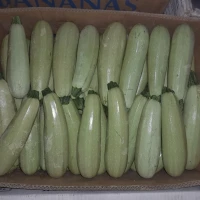 Продам кабачки