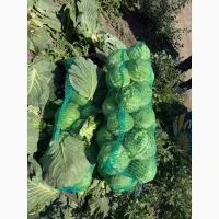 Продам капусту