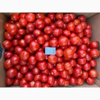 Продам томати/помідори