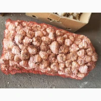 ФГ реалізує часник 1гат