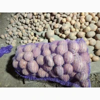 Продам картоплю Белароса
